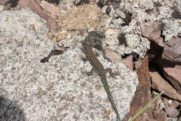Lézard