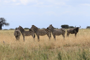 Fototapeta na wymiar Zèbres ensemble et buffle dans le parc du Tarangire, Tanzanie
