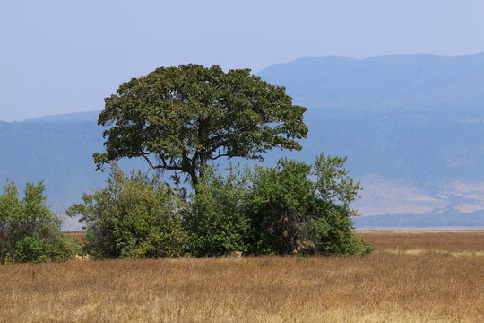 Photo de paysage dans le cratère du Ngorongoro avec une lionne cachée