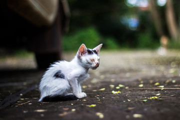 Cats are an eye infection.