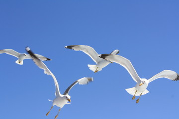 Goeland - Corse
