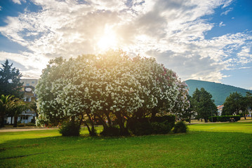 White oleanders against the background of mountains and clouds in Montenegro