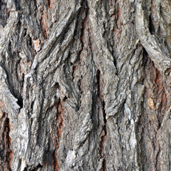 Tree bark texture. Natural looking color bark. Old tree.