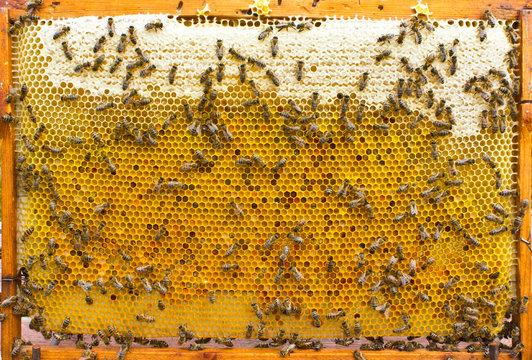Hive frame with bees, honey and pollen