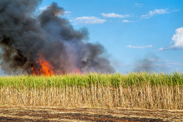 sugar cane plantation and fire