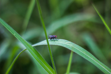 Flies on green grass