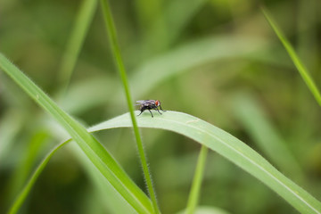 Flies on green grass