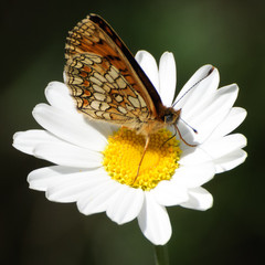 Nectar