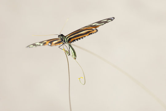 Heliconious butterfly on a passion fruit flower