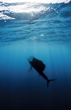 Sailfish in Silhouette