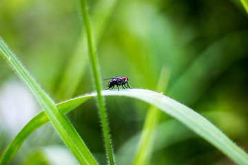 Flies on green grass