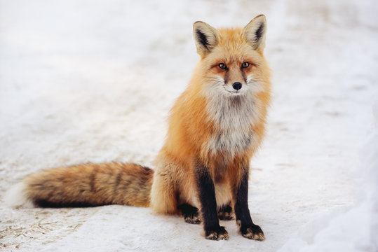 Red fox standing in snow