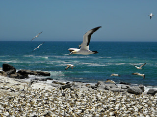 Gannet Fou de Bassan