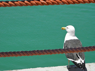 Gaivota Seagull