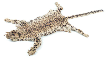 Fototapeta na wymiar leopard skin