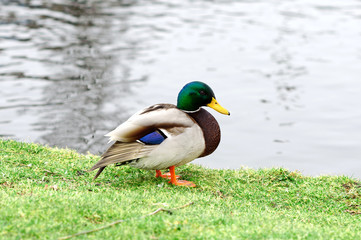 Duck on the lawn near the water