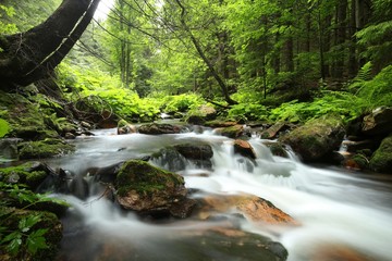 Forest stream flowing from the mountains