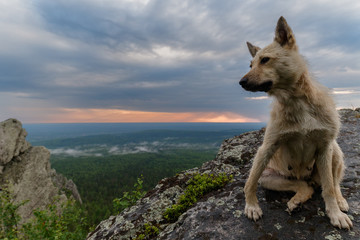 Pariah-dog sits on the mountain