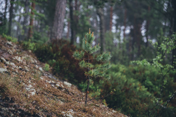 Little spruce on the slope in the forest in summer