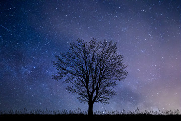 Fototapeta na wymiar Tree at night with starry sky