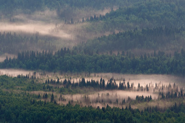 Obraz na płótnie Canvas Evening view of the misty forest