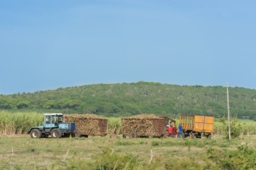 Serie Kuba Reportage - Zuckerrohrernte auf dem Feld mit Traktor und Zuckerrohr Mähdrescher in...