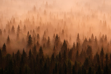 Morning misty forest