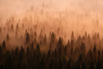 No drill blackout roller blinds Forest in fog Morning misty forest