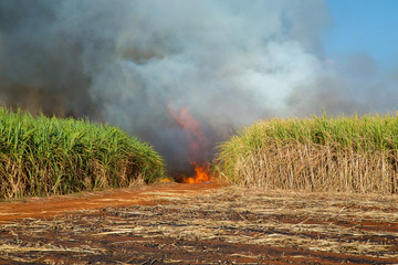 sugar cane plantation and fire