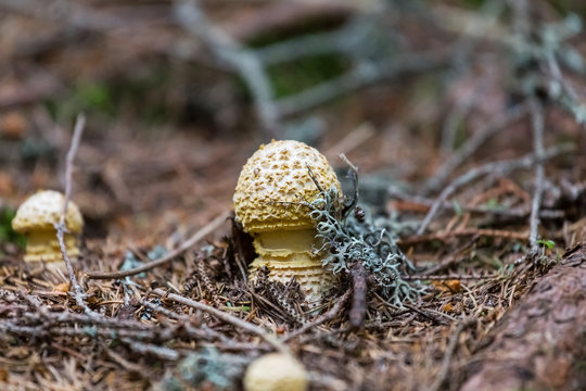 closeup flyagaric mushroom in a forest