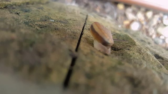 Snail,slug slow walk pass the garden
