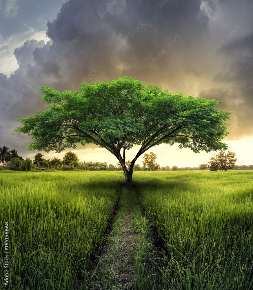 Wall mural big lonely tree in a rice field with big cloud in thailand countryside