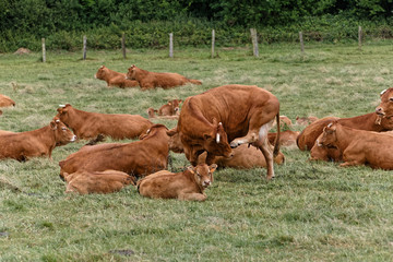 Troupeau de vaches de race Limousine au repos dans leur pairie dans le Ternois, Pas-de-Calais, France