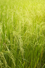 Close-up of riceplant