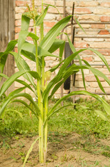 growing blooming corn field in summer garden