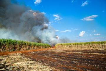 sugar cane plantation and fire
