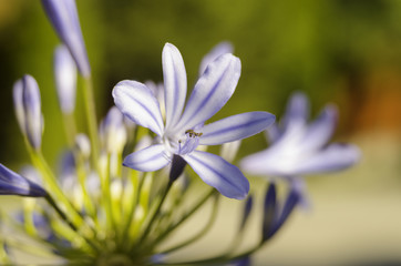 vibrant purple flower in summer garden, African lily in garden, Agapanthus africanus