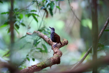 Fototapeta premium Bornean wren-babbler (Ptilocichla leucogrammica) in Borneo