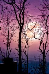 Night landscape of sky with bright super moon behind silhouette of dead tree.