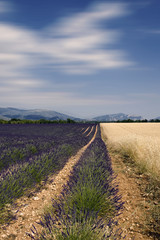 Obraz premium I campi di lavanda in Provenza