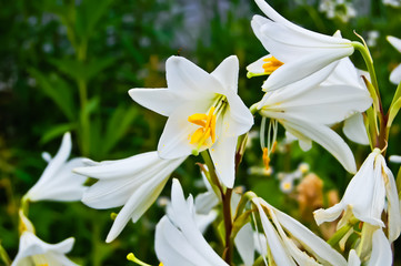 Yellow pollen of fragrant white lily feeds bees