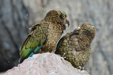 Curious Keas