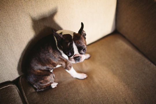 a boston terrier sitting on a couch looking defensive