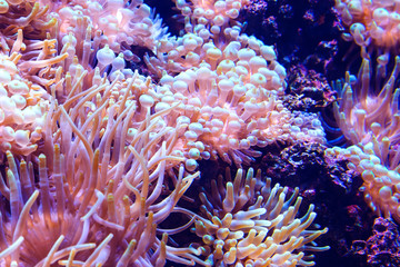 Naklejka na ściany i meble Marine life sea anemone Condylactis gigantea underwater in the sea. Nature background.