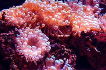 Marine life sea pink anemone Condylactis gigantea underwater in the sea. Nature background.