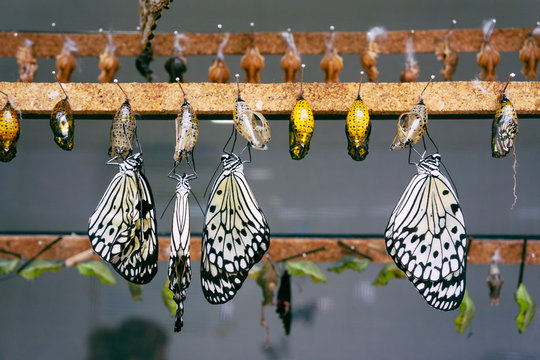 Idea Leuconoe