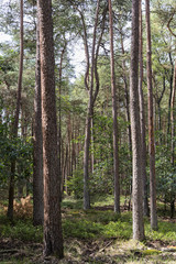 The Veluwe is the largest National Park in The Netherlands..