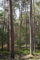 Obraz premium The Veluwe is the largest National Park in The Netherlands..