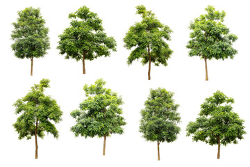 collection of Indian cork tree (Millingtonia hortensis) isolated on white background, tropical...