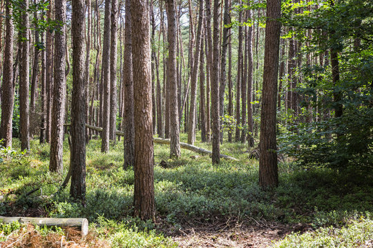 The Veluwe is the largest National Park in The Netherlands..